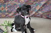 Storm the Lonely Lab Puppy