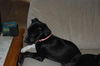 Storm the Lonely Lab Puppy