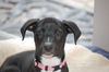 Storm the Lonely Lab Puppy