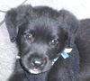 Midnight the Mellow Puppy