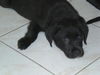 Midnight the Mellow Puppy