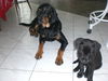 Midnight the Mellow Puppy