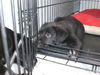 Midnight the Mellow Puppy
