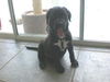 Oreo The Puppy