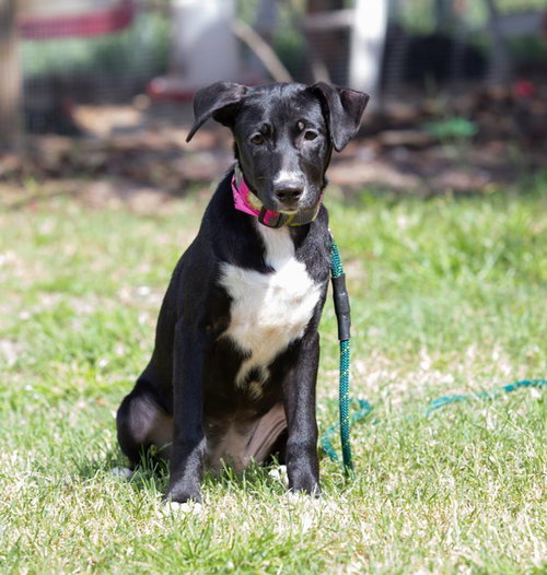 Rose @ Camp Doglando