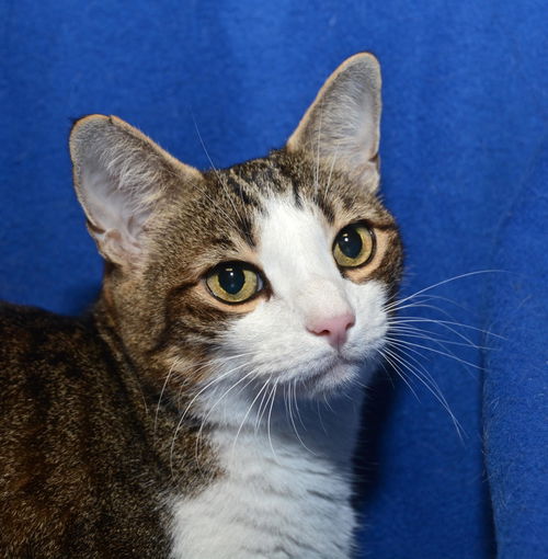 Jack  *Declawed Senior*