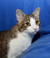 Jack  *Declawed Senior*