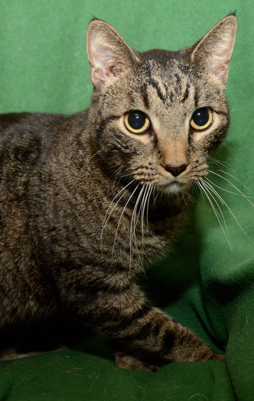 Joey ALL FOUR PAWS DECLAWED*