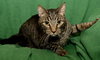 Joey ALL FOUR PAWS DECLAWED*