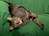 Joey ALL FOUR PAWS DECLAWED*