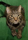 Joey ALL FOUR PAWS DECLAWED*