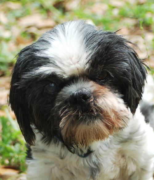 Gramps the Shih Tzu