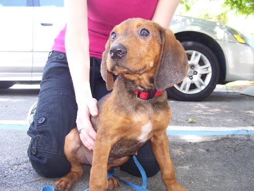 Doughnut the Hound Puppy
