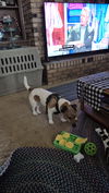 Milo