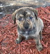 Beanie ~ The hat pup!