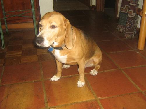 Trapper the Beagle