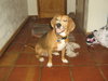 Trapper the Beagle