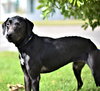 Dixie