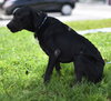 Dixie