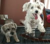 Scruffy bonded with Duffy