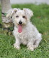 Scruffy bonded with Duffy