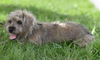 Duffy  bonded with Scruffy