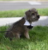 Duffy  bonded with Scruffy