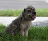 Duffy  bonded with Scruffy