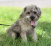 Duffy  bonded with Scruffy