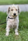 Tuffy