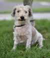 Tuffy