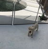 Tuffy