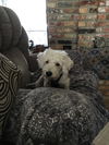Tuffy