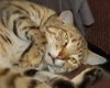 Golden Tut the Chausie Jungle Cat