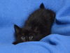 Screech *BONDED WITH MONSTER*