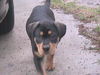 Rock the Puppy