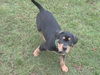 Rock the Puppy