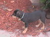 Rock the Puppy