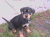 Rock the Puppy