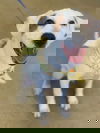 Deems
