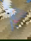 Deems