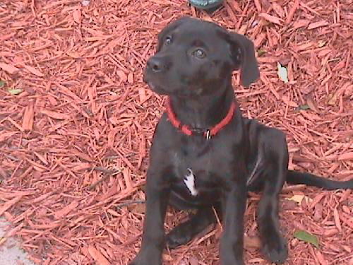 Onyx the Lab Puppy
