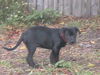 Onyx the Lab Puppy