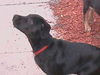 Onyx the Lab Puppy