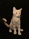 Simba *BONDED WITH GARFIELD*