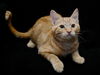 Simba *BONDED WITH GARFIELD*