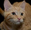 Simba *BONDED WITH GARFIELD*