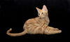 Garfield *BONDED WITH SIMBA*