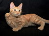 Garfield *BONDED WITH SIMBA*