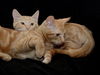Garfield *BONDED WITH SIMBA*